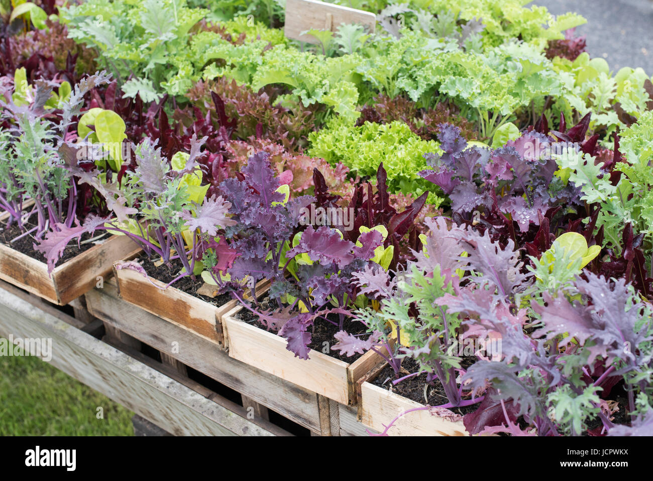 Holztabletts frischen Salat Pflanzen. UK Stockfoto