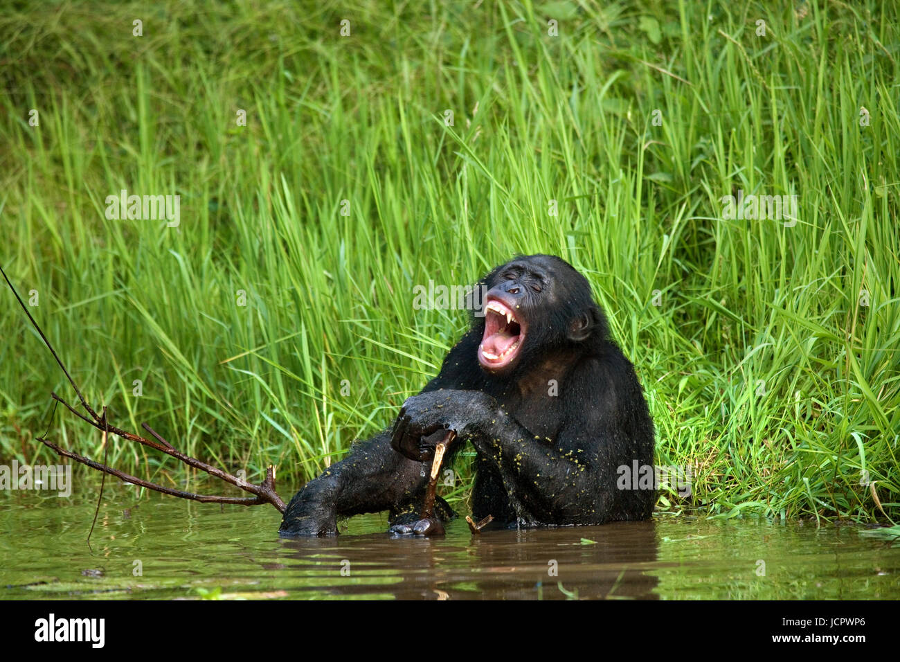 Bonobo sitzt gut gelaunt im Wasser. Demokratische Republik Kongo. Lola Ya BONOBO Nationalpark. Stockfoto