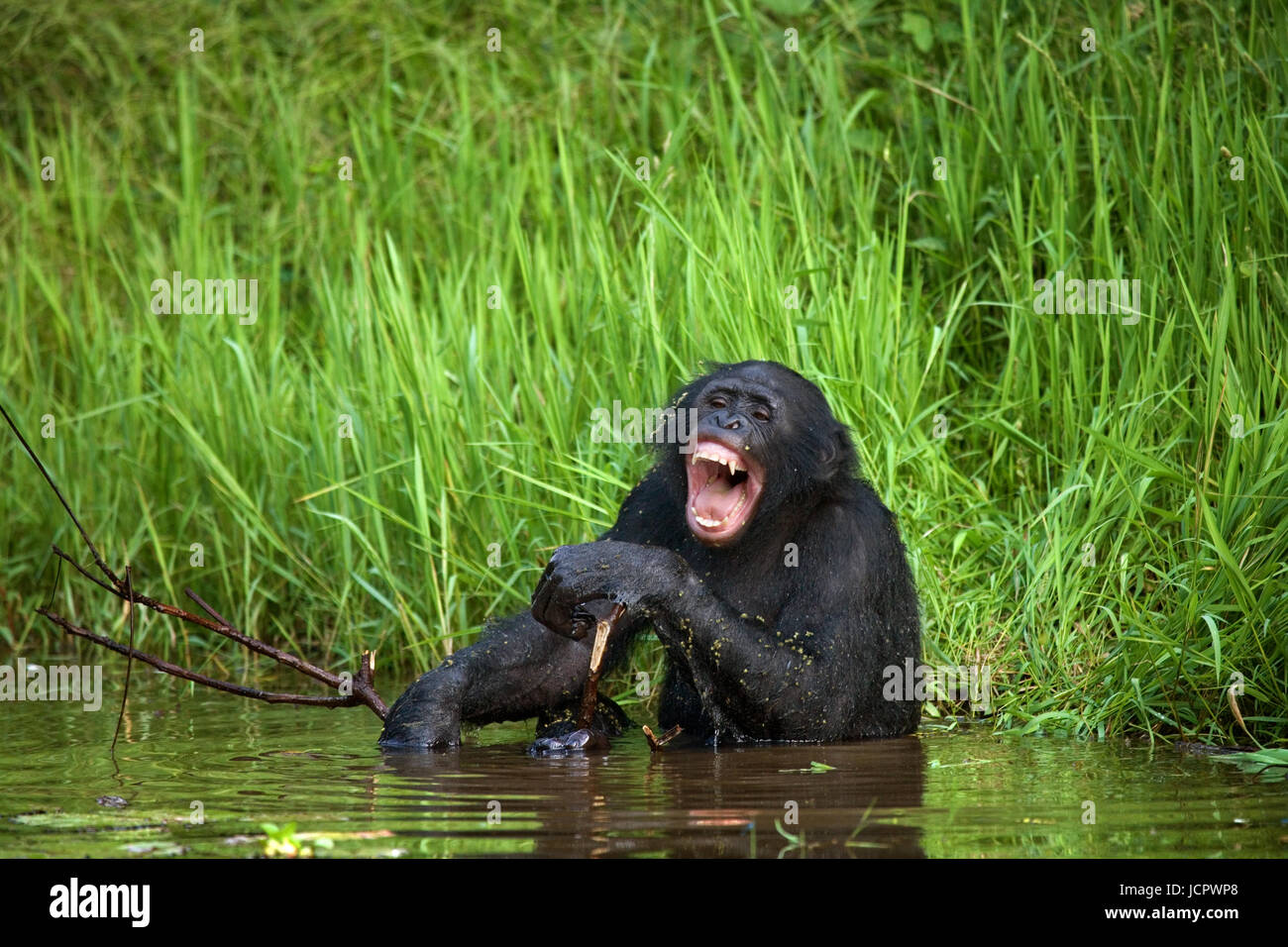 Bonobo sitzt gut gelaunt im Wasser. Demokratische Republik Kongo. Lola Ya BONOBO Nationalpark. Stockfoto