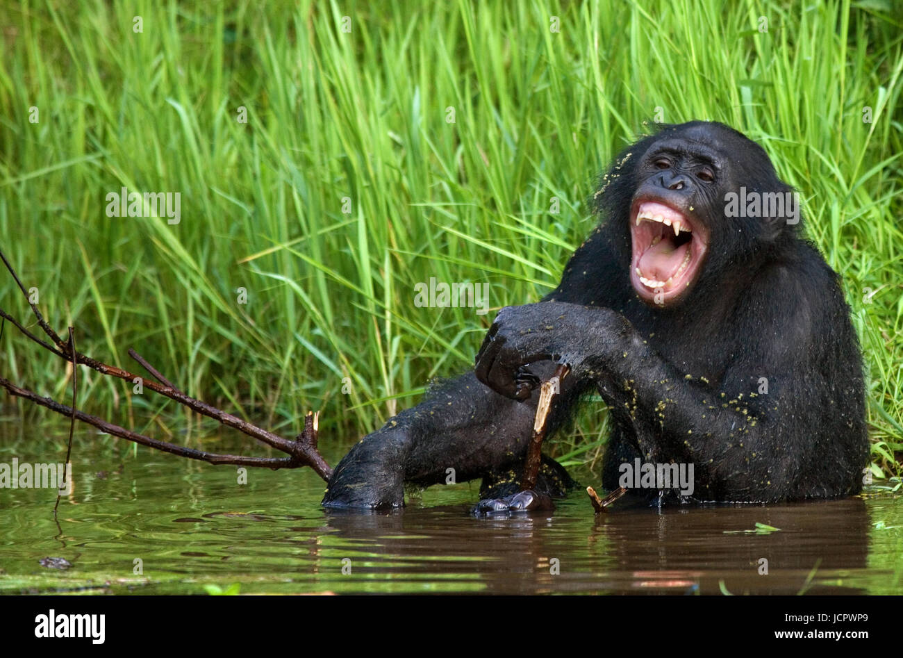 Bonobo sitzt gut gelaunt im Wasser. Demokratische Republik Kongo. Lola Ya BONOBO Nationalpark. Stockfoto