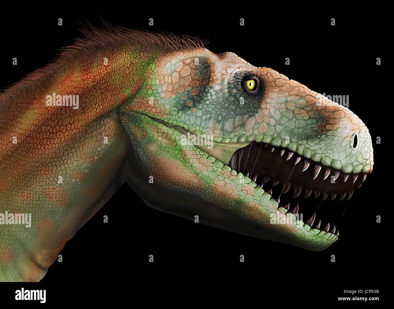 Kopf-Studie Megalosaurus. Megalosaurus ist Gattung ausgestorbener Fleisch fressenden Dinosaurier, Theropoden, vom mittleren Jura-Zeit in Eartha€™ s Geschichte, 166 Millionen Jahren. Es lebte in der nun südlichen England.die ersten Dinosaurier Fossil jemals gefunden, längst 1676, wahrscheinlich Fragment Oberschenkelknochen war, die Megalosaurus.This gehörte, Tier war mittlere Theropode, 6 bis 7 m lang mit einem Gewicht von etwa einer Tonne. Modernes Verständnis ist, dass Megalosaurus in Daunenfedern, besonders entlang dem hinteren Bauch behandelt werden kann. Stockfoto