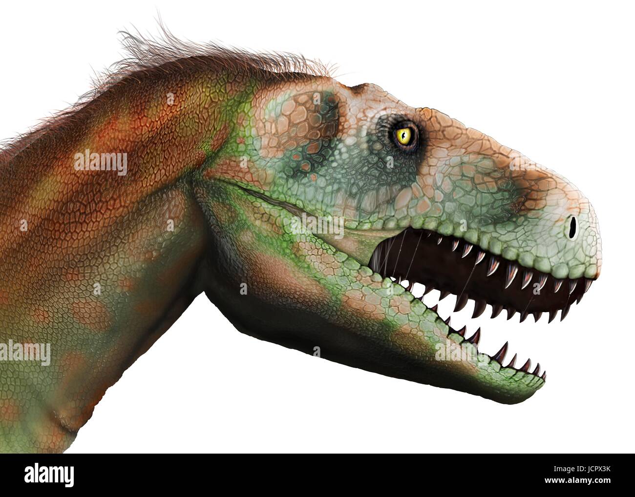 Kopf-Studie Megalosaurus. Megalosaurus ist Gattung ausgestorbener Fleisch fressenden Dinosaurier, Theropoden, vom mittleren Jura-Zeit in Eartha€™ s Geschichte, 166 Millionen Jahren. Es lebte in der nun südlichen England.die ersten Dinosaurier Fossil jemals gefunden, längst 1676, wahrscheinlich Fragment Oberschenkelknochen war, die Megalosaurus.This gehörte, Tier war mittlere Theropode, 6 bis 7 m lang mit einem Gewicht von etwa einer Tonne. Modernes Verständnis ist, dass Megalosaurus in Daunenfedern, besonders entlang dem hinteren Bauch behandelt werden kann. Stockfoto