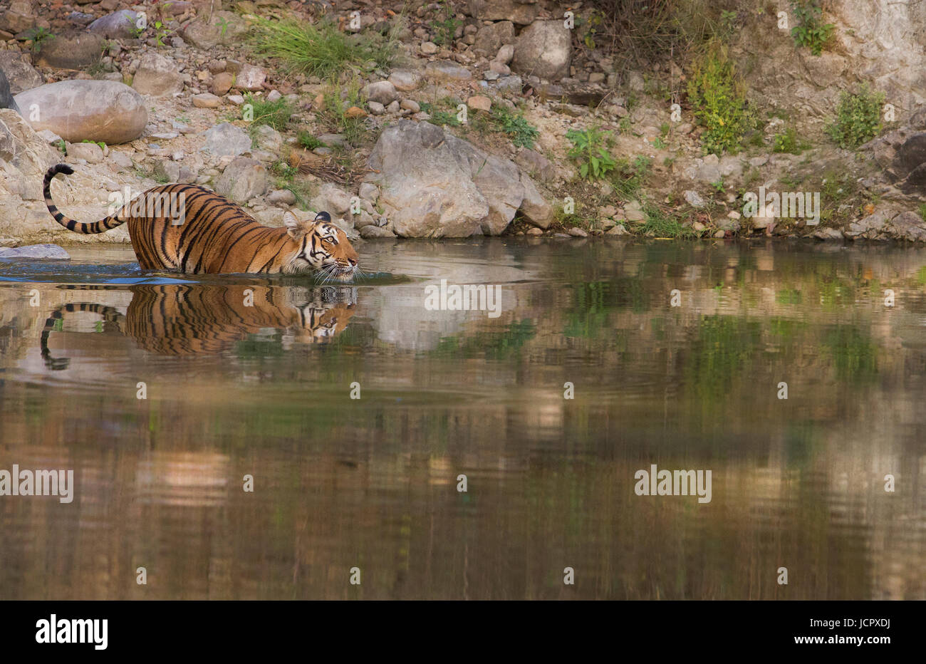 Tiger von Corbett National Park Stockfoto