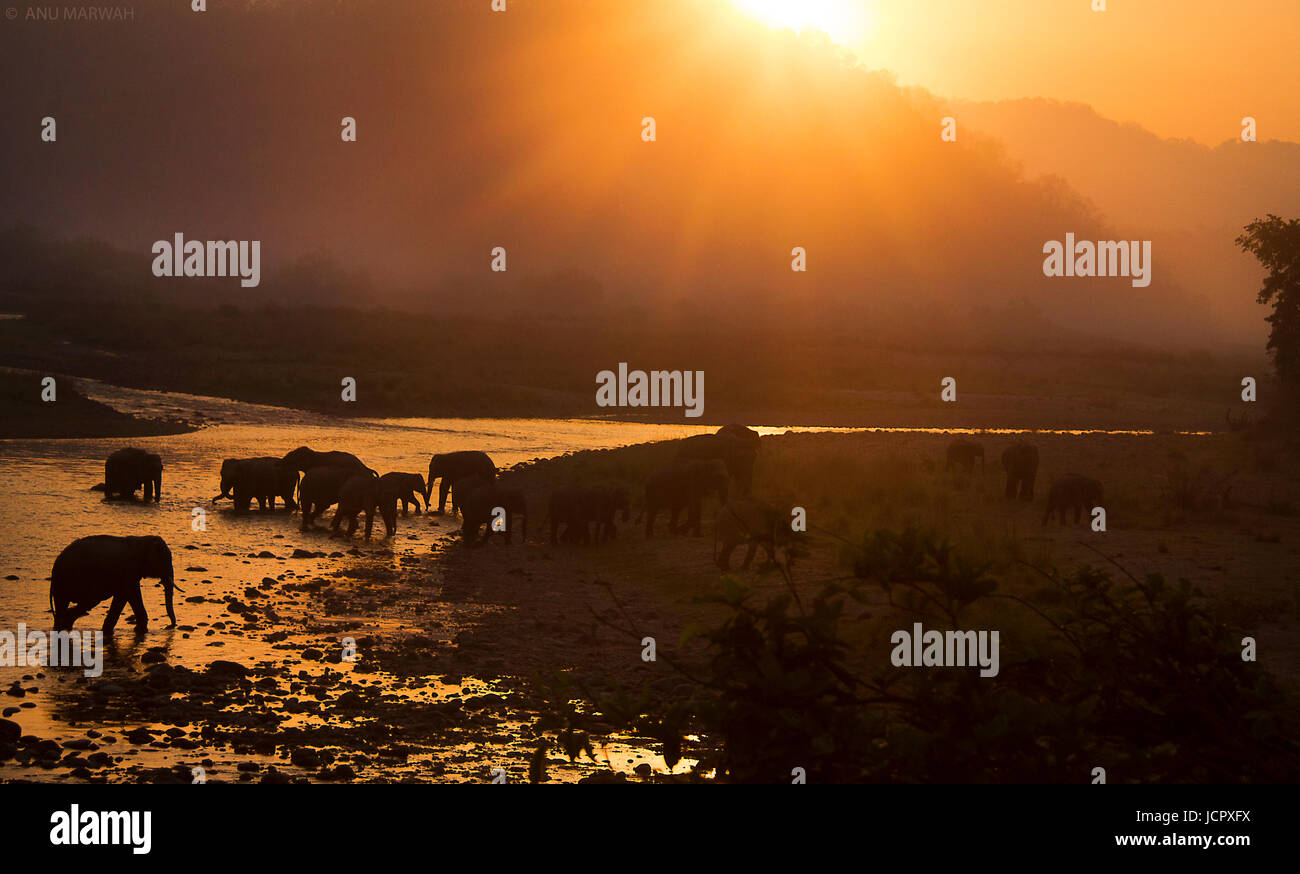 Indischer Elefant Herde bei Sonnenaufgang einen Fluß überquert, Stockfoto