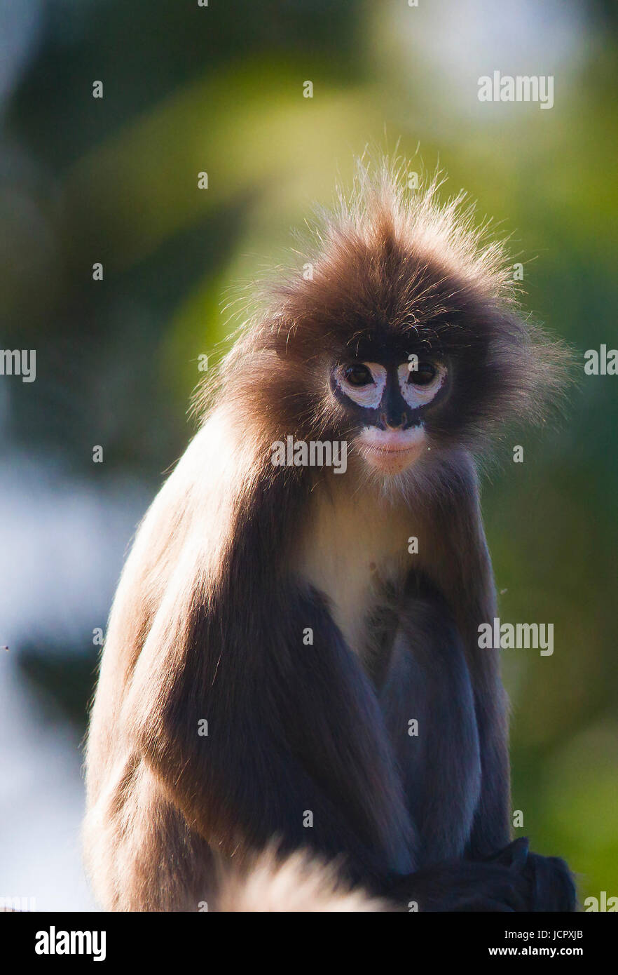 Der phayre Blatt monkey von Andhra Pradesh Indien Stockfoto