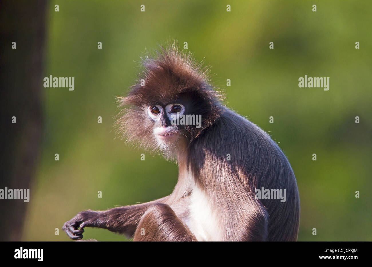 Der phayre Blatt monkey Portrait Stockfoto