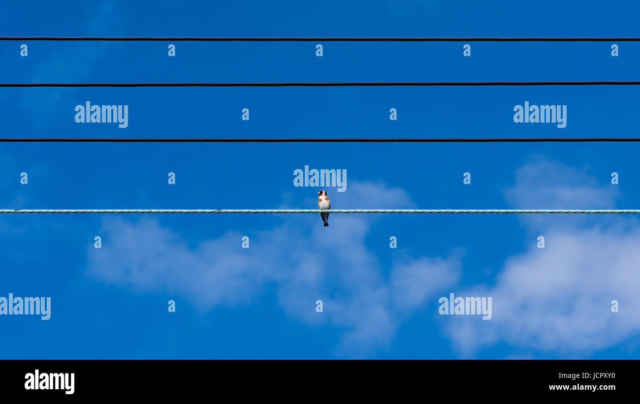 Stieglitz (Zuchtjahr Zuchtjahr) auf Telefonleitungen. Bunter Vogel in der Familie Fink (Fringillidae), saß allein an Kabeln in Großbritannien Stockfoto