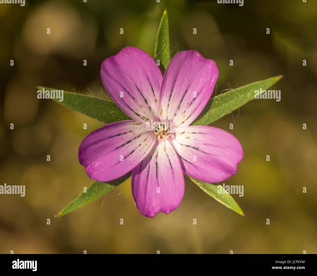 Corncockle (Agrostemma umbellatum) einzelne Blume von oben. Viel kürzer als die grünen Kelchblättern an Pflanze in der Familie Caryophyllaceae rosa Blütenblätter Stockfoto