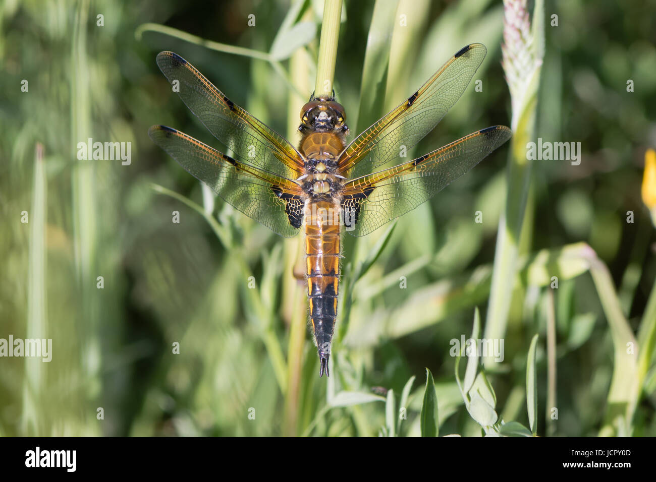 Insekten in der Familie Libellulidae, in Ruhe zeigt vier Flügel-Spots im Grangemoor Park, Cardiff, UK Stockfoto