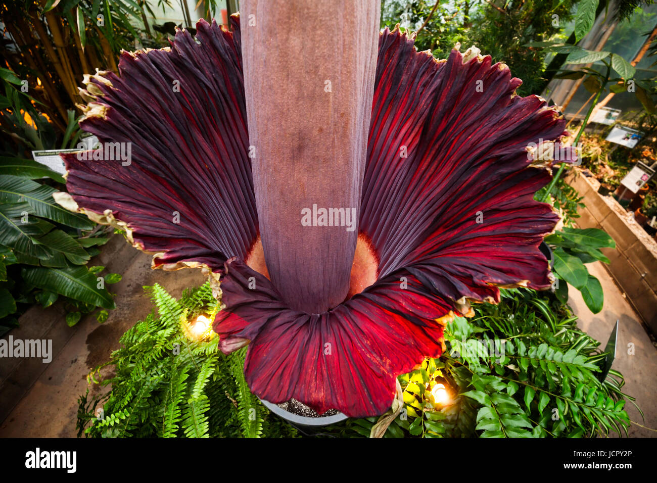 Ein Titan Arum oder Amorphophallus Titanum in voller Blüte, ist es eine blühende Pflanze oder Aas Blume, die in West-Sumatra heimisch ist. Stockfoto