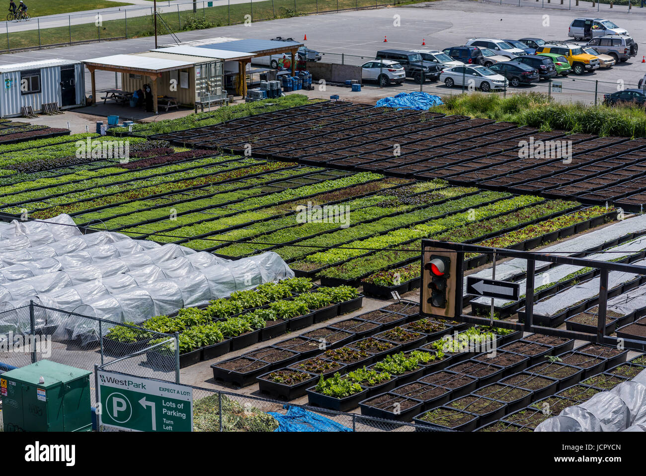 Alleinige Nahrung Straße Farmen verwandelt städtische Grundstücke in Bereiche, die handwerkliche Qualität Obst und Gemüse, Vancouver, Britisch-Kolumbien, Kanada zu wachsen. Stockfoto