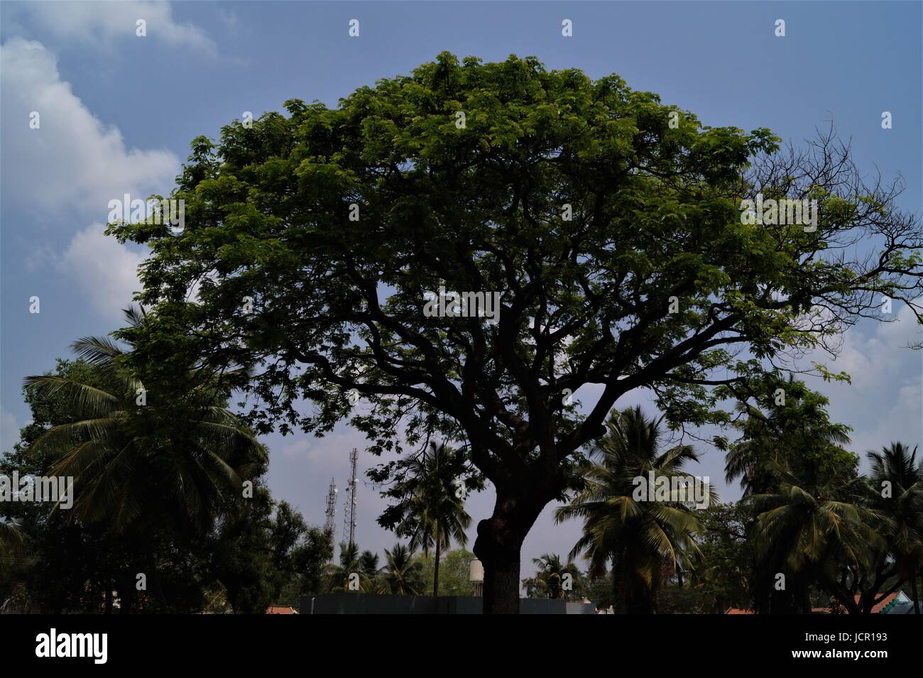 Der Baum Stockfoto