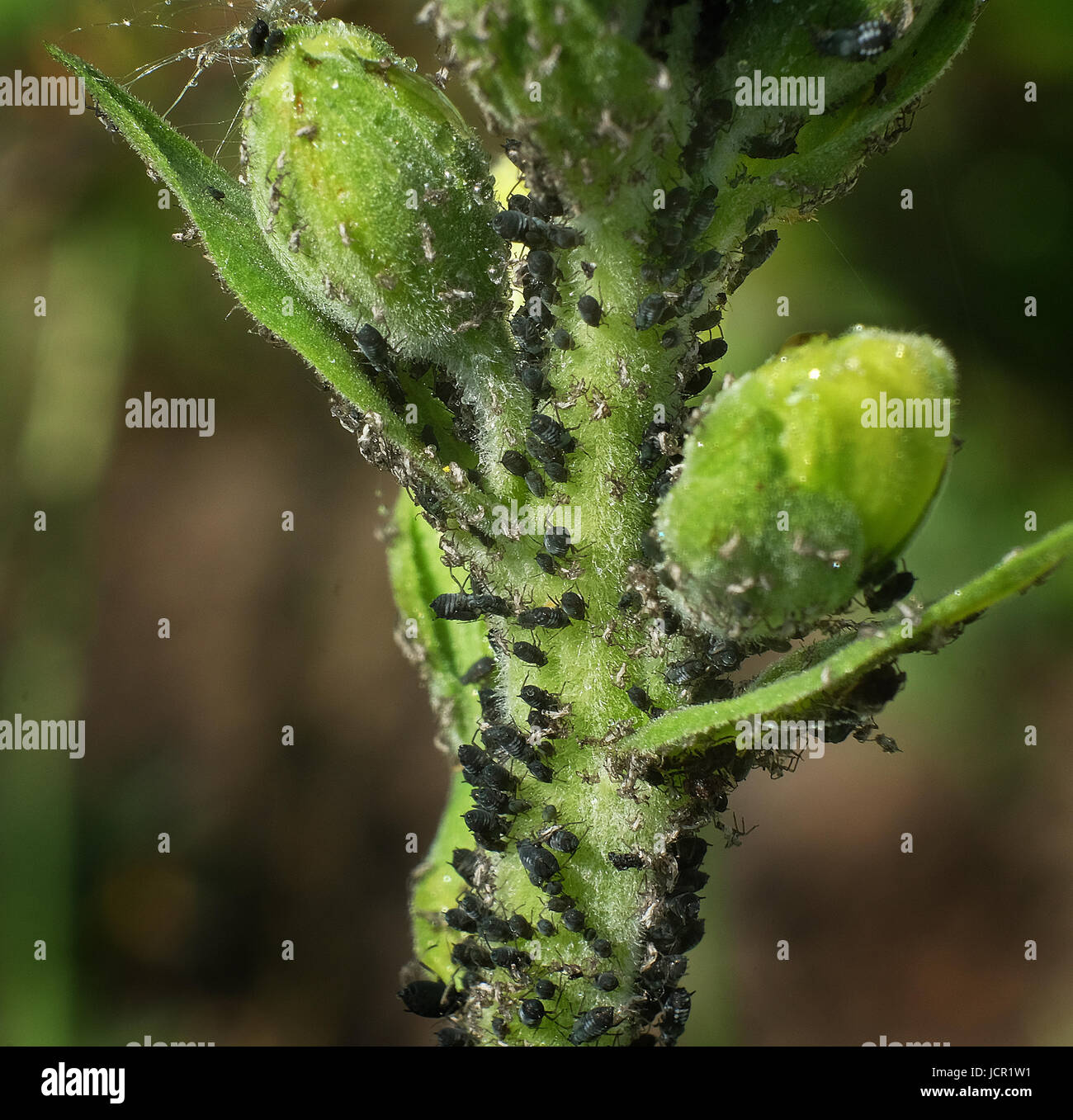 Blattläuse auf wilde Fingerhut Pflanze. Stockfoto