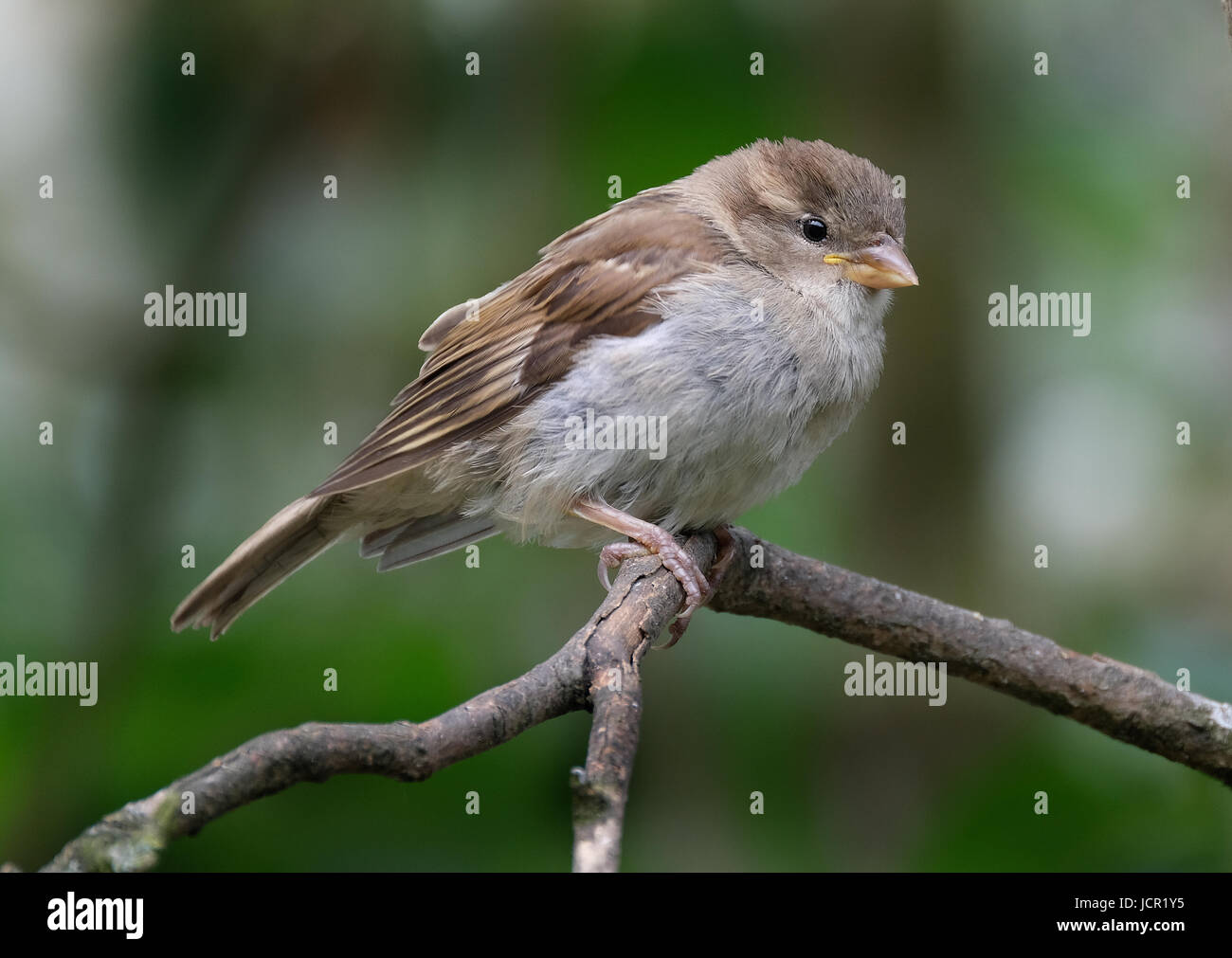 Junge weibliche Sparrow im Baum. Stockfoto