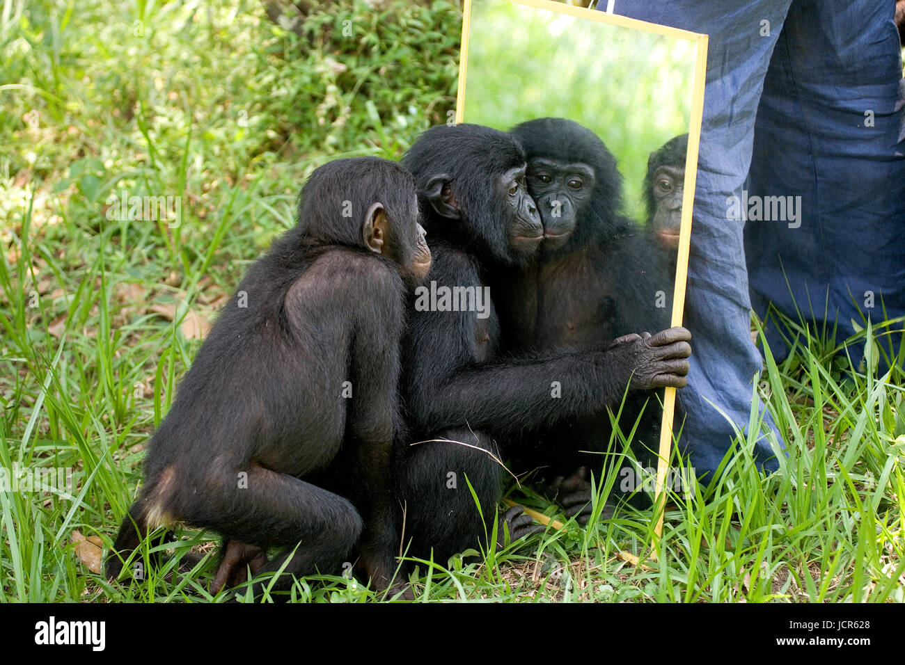 Bonobos Baby spielt mit einem Spiegel. Demokratische Republik Kongo. Lola Ya BONOBO Nationalpark. Stockfoto