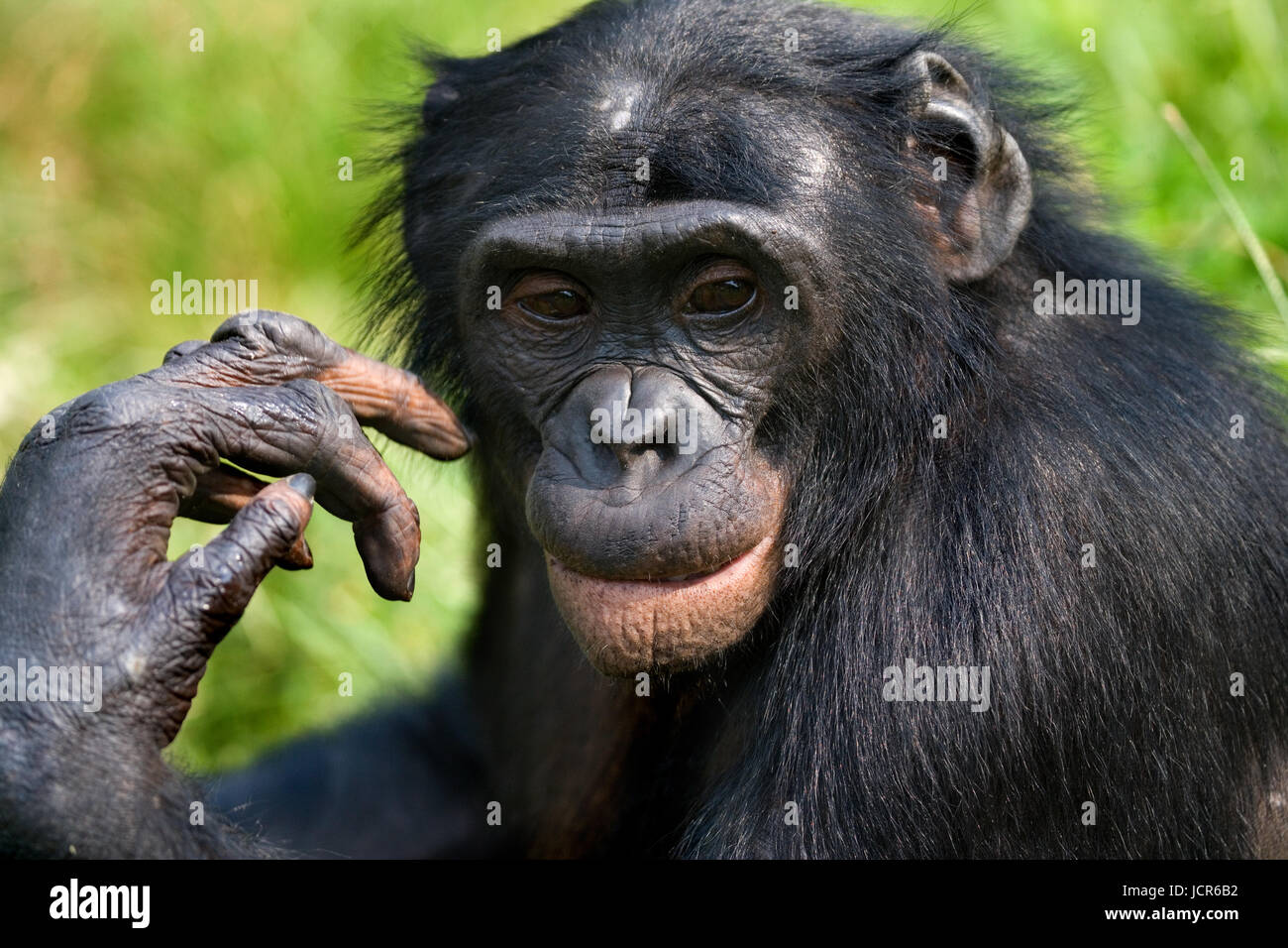 Porträt der Bonobos. Nahaufnahme. Demokratische Republik Kongo. Lola Ya BONOBO Nationalpark. Stockfoto