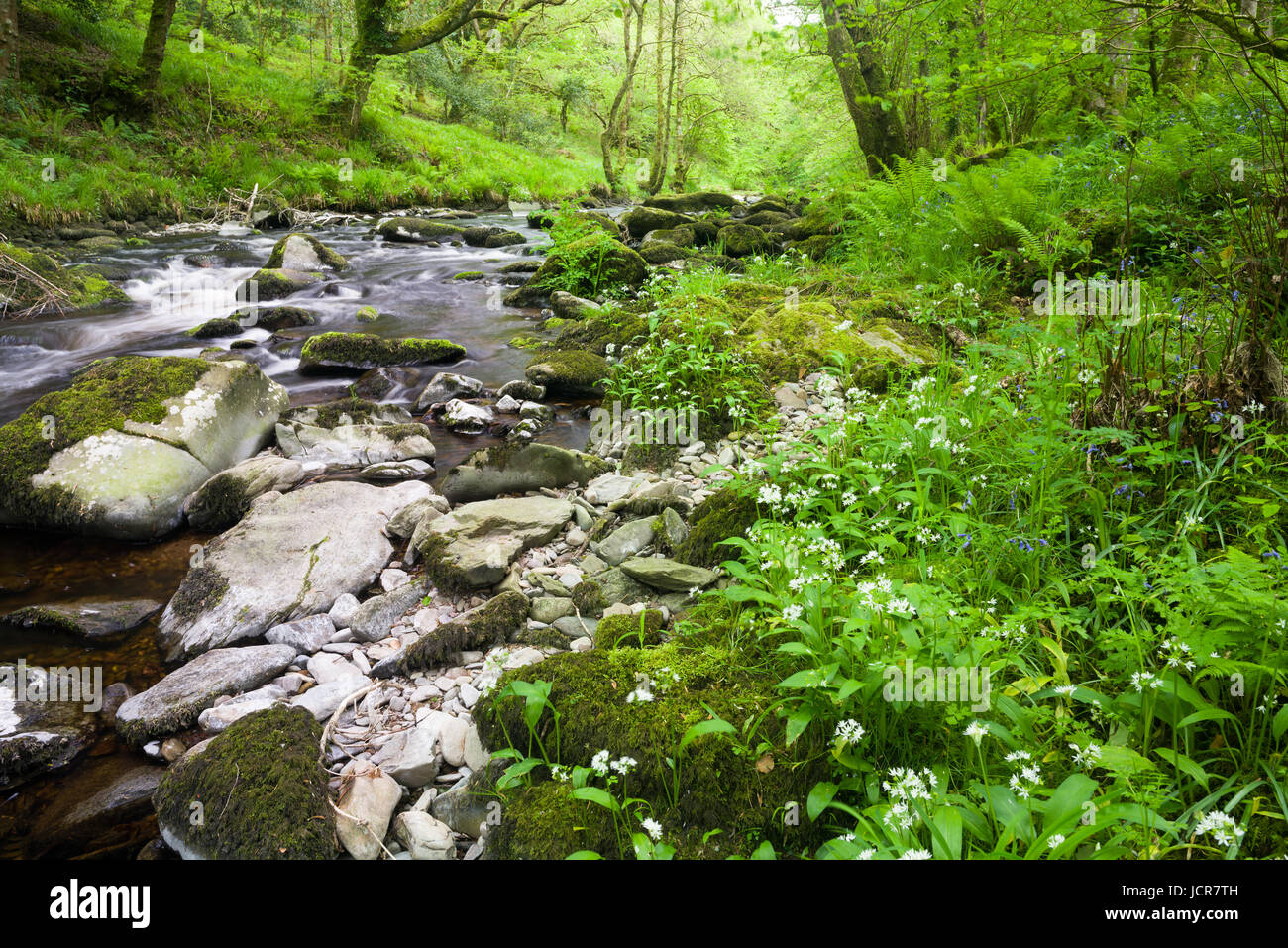 Bärlauch (wilder Knoblauch) wachsen am Ufer des Flusses East Lyn in Barton Holz im Exmoor National Park in der Nähe von Watersmeet, Lynmouth, Devon, England. Stockfoto