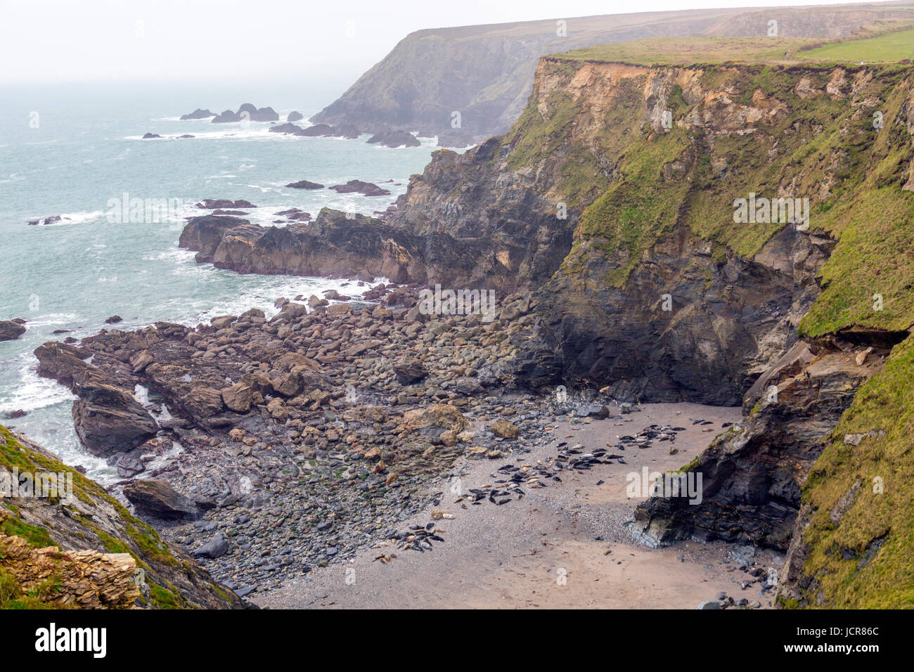 Mutton Cove ist eine unzugängliche Bucht in der Nähe von Godrevy Point in North Cornwall, wo große Zahlen von Kegelrobben (Halichoerus Grypus) am Strand sammeln. Stockfoto