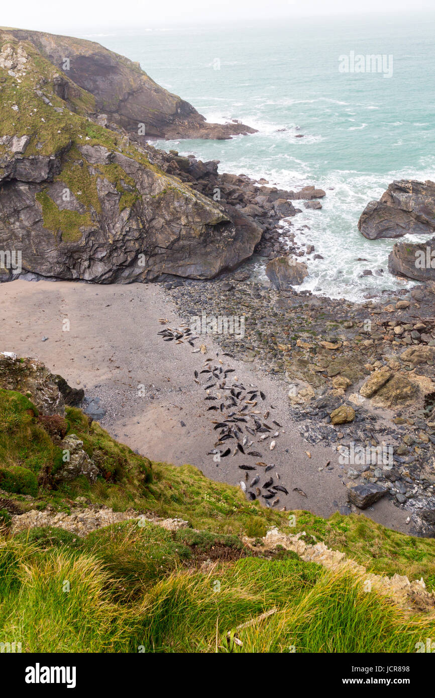 Mutton Cove ist eine unzugängliche Bucht in der Nähe von Godrevy Point in North Cornwall, wo große Zahlen von Kegelrobben (Halichoerus Grypus) am Strand sammeln. Stockfoto