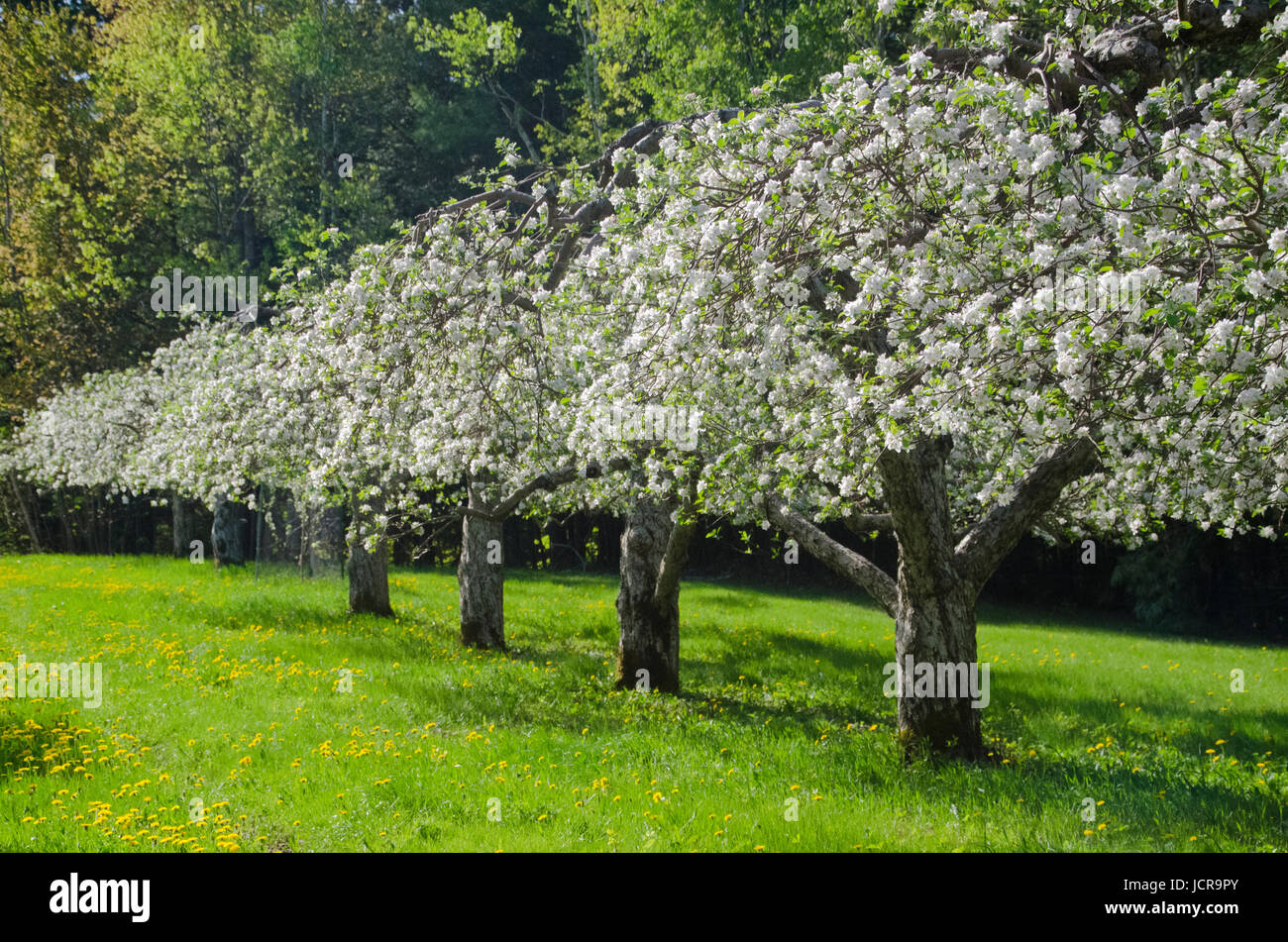 Reihen von blühende Apfelbäume im Obstgarten, Hänsels Obstgarten North Yarmouth, Maine, USA Stockfoto