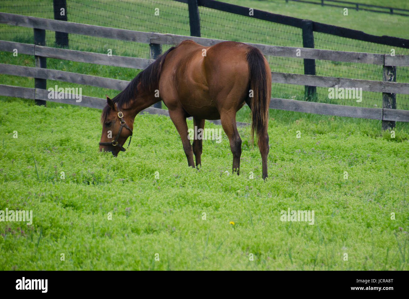 Stute im Fahrerlager, Kentucky, USA Stockfoto