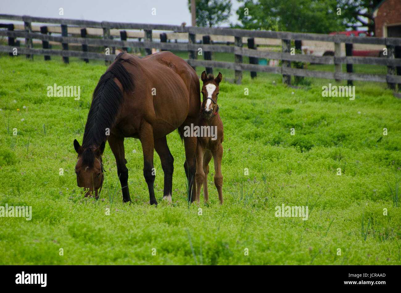 Fohlen sieht wie Mutter grast, Reiterhof Kentucky, USA Stockfoto