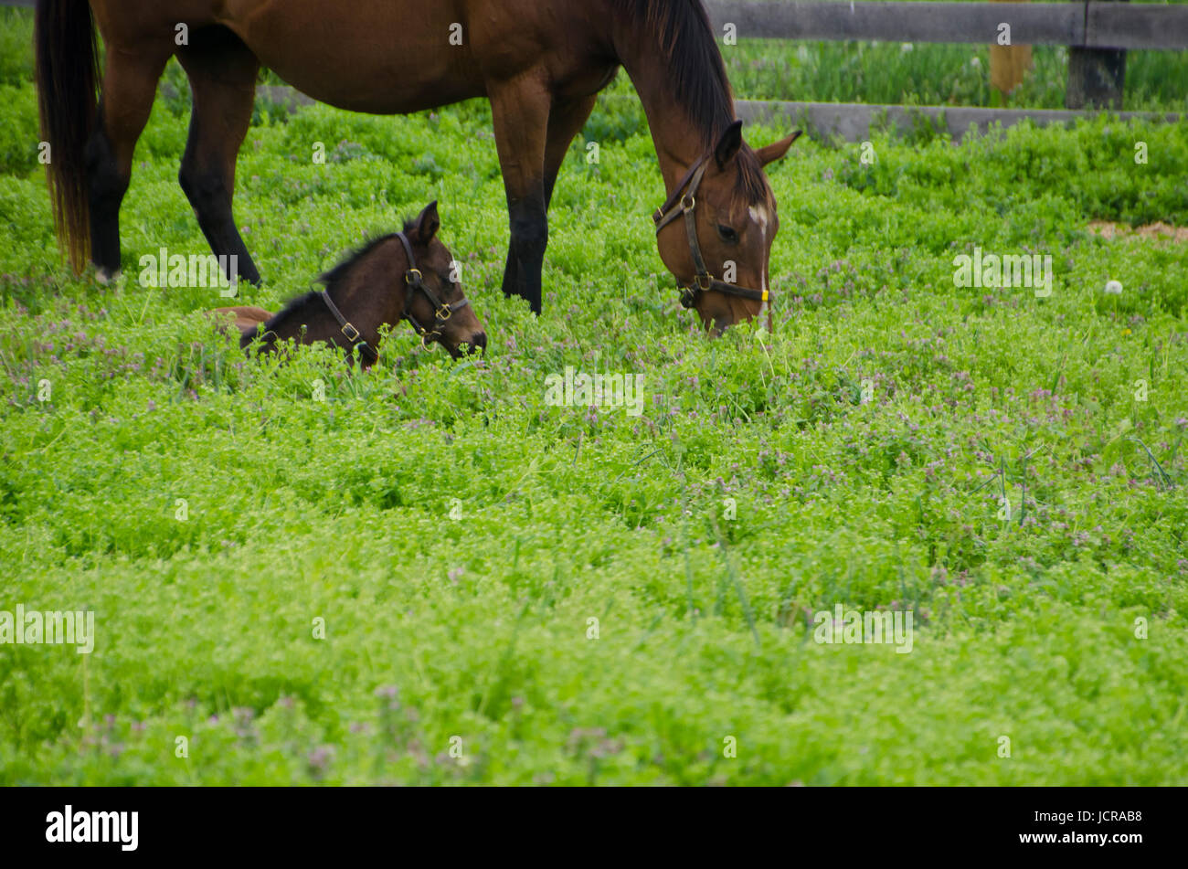 Fohlen Sie, liegend im Feld in der Nähe von Stute Lexington KY Stockfoto