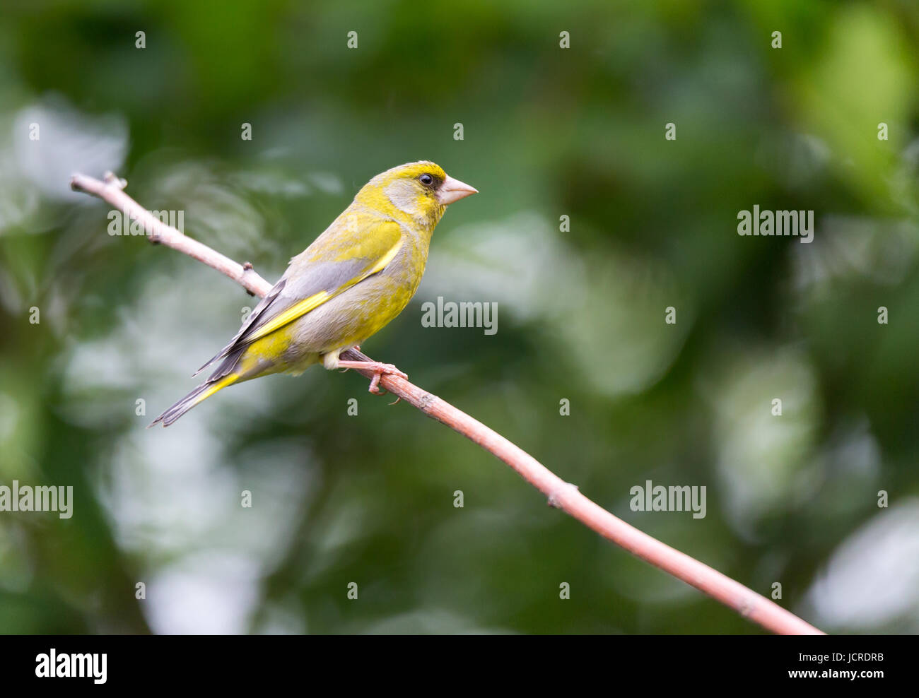 Grünfink, Vogel auf einem Ast in der Warteschlange für Lebensmittel Stockfoto