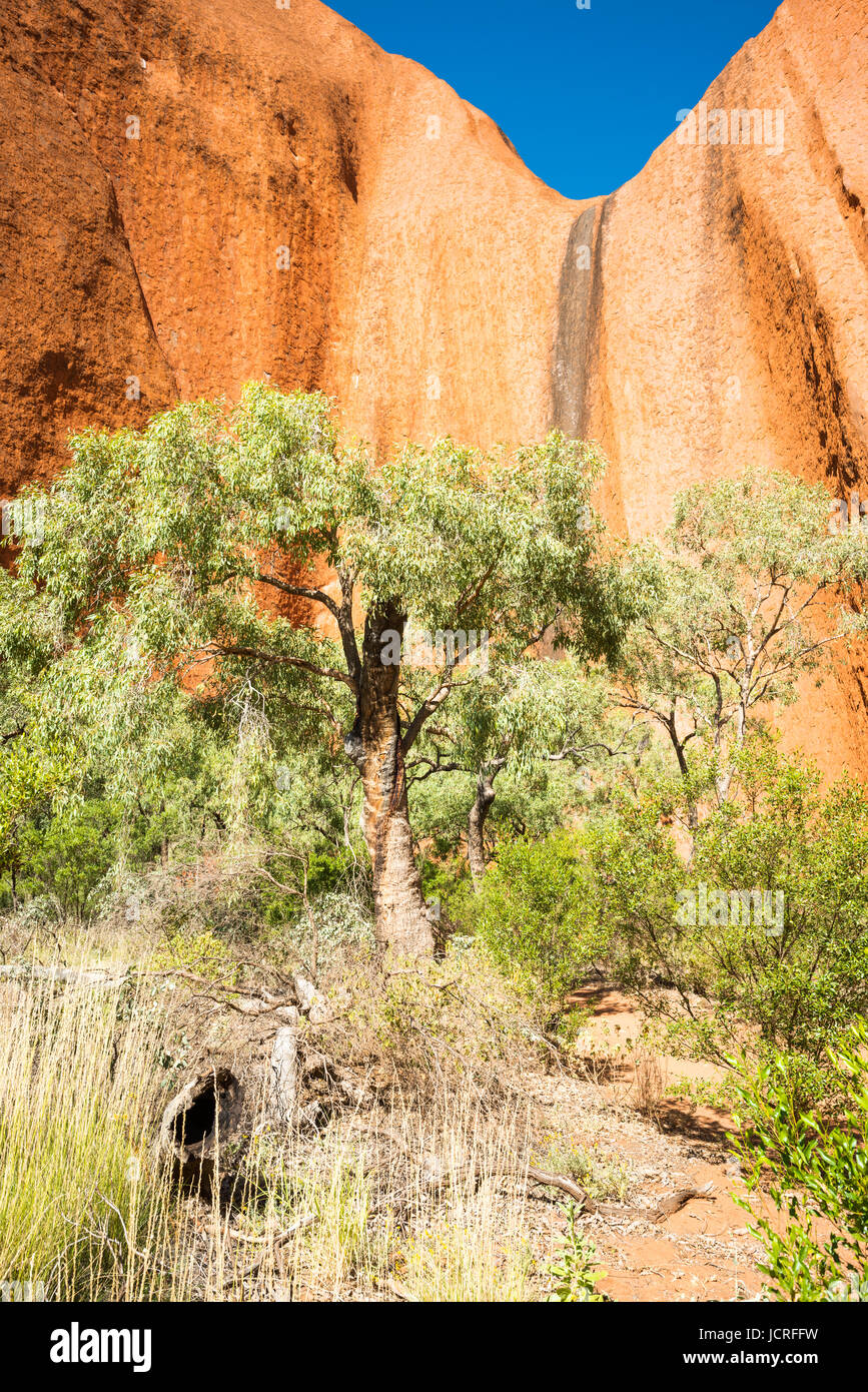 Uluru Nahaufnahme Detail. Rotes Zentrum, Northern Territory. Australien. Stockfoto