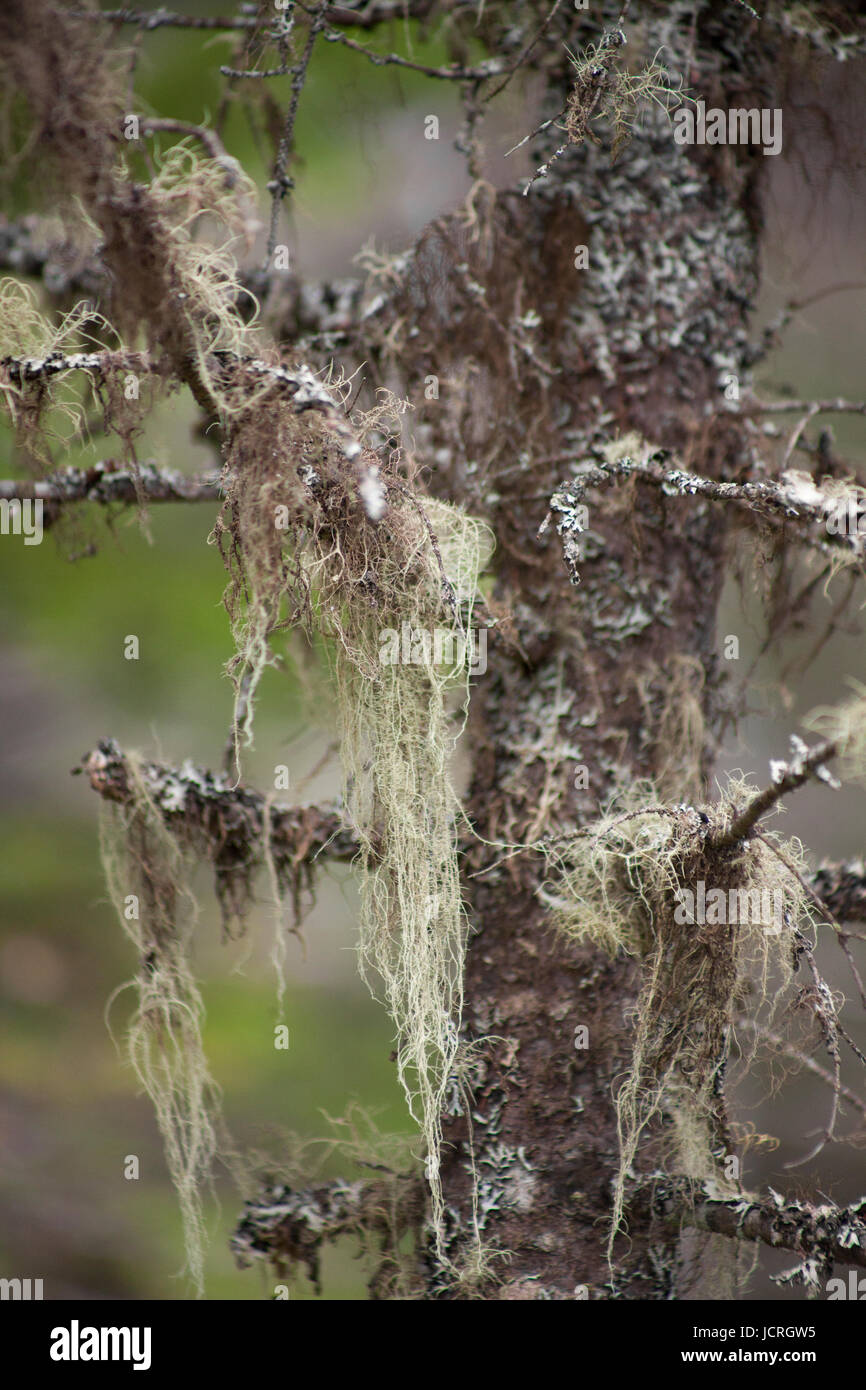 Gruseliger aussehenden Baum in Flechten bedeckt. Isoliert auf einem unscharfen Hintergrund. Stockfoto