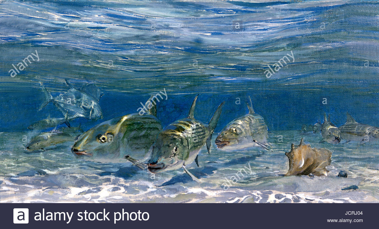 Bonefish Schulbildung mit erlauben Fisch auf den Flats. Stockfoto
