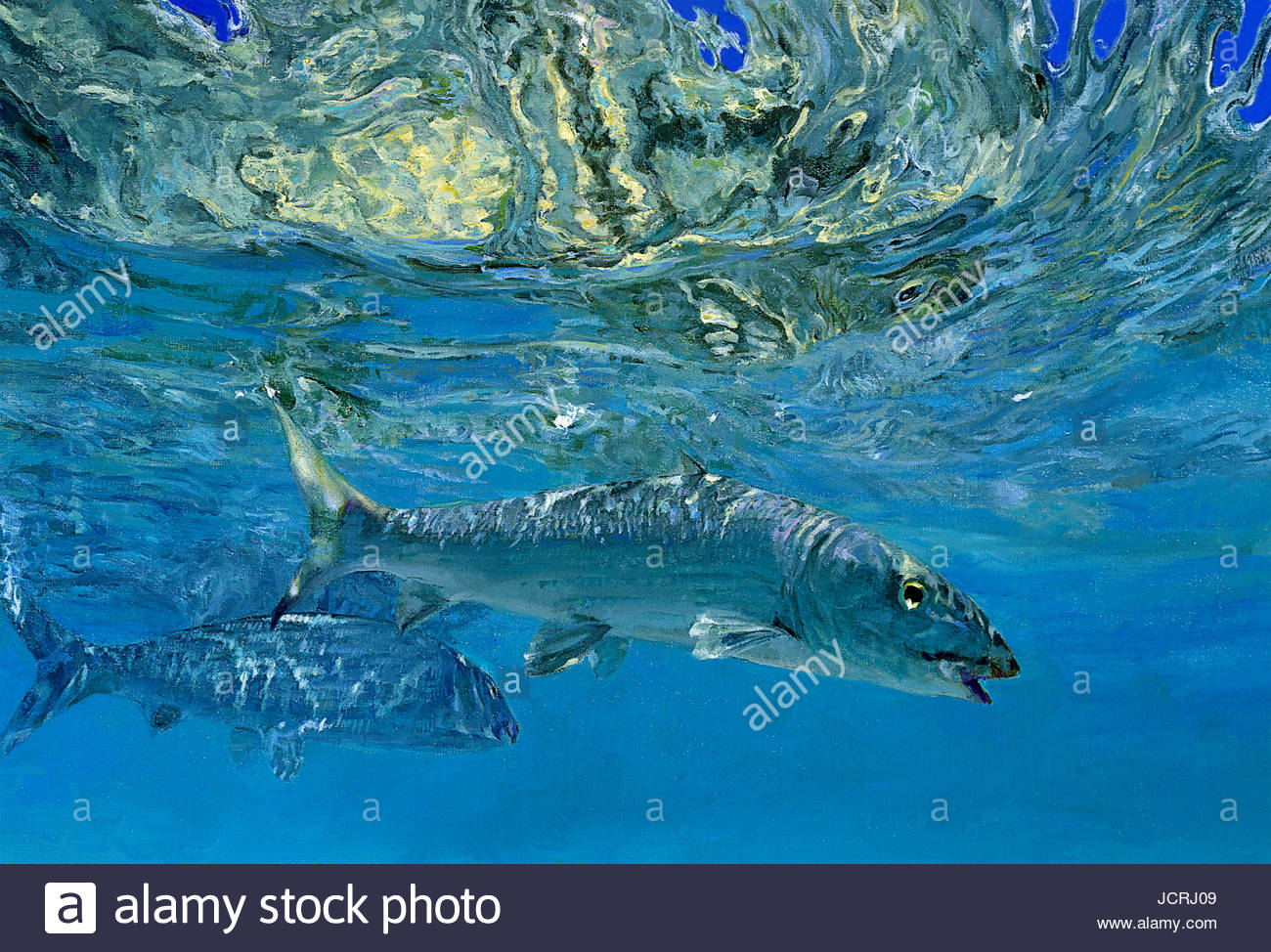 Zwei Bonefish im Blauwasser Spiegelbilder voneinander. Stockfoto