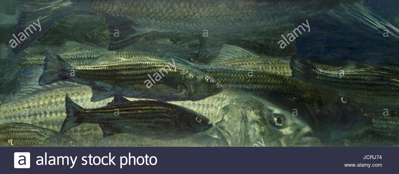 Striped Bass aller Größen sammeln unter kaltem Wasser während des Winters vor der Küste von New Jersey. Stockfoto