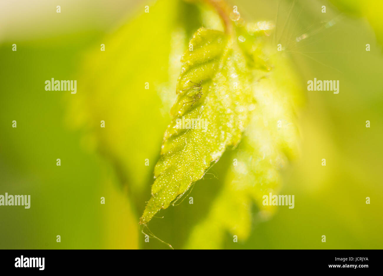 Extreme Vergrößerung - grüne Blattläuse an einer Pflanze. Stockfoto