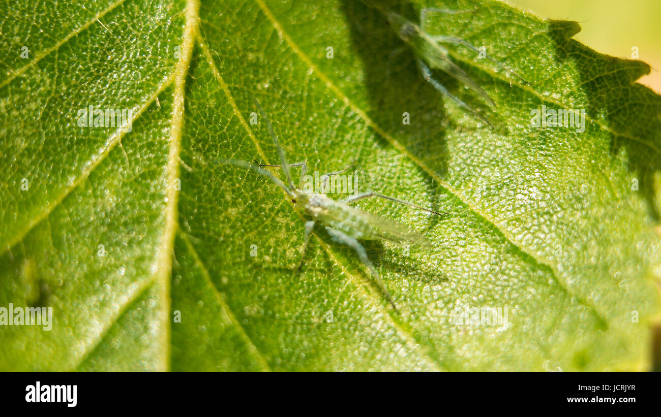 Extreme Vergrößerung - grüne Blattläuse an einer Pflanze. Stockfoto