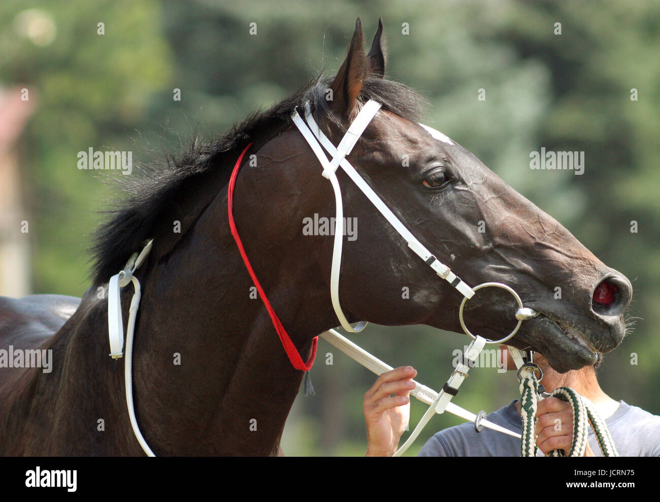 Der Gewinner, reinrassiger Hengst im Hippodrom Stadt Pjatigorsk, Kaukasus, Russland. Stockfoto