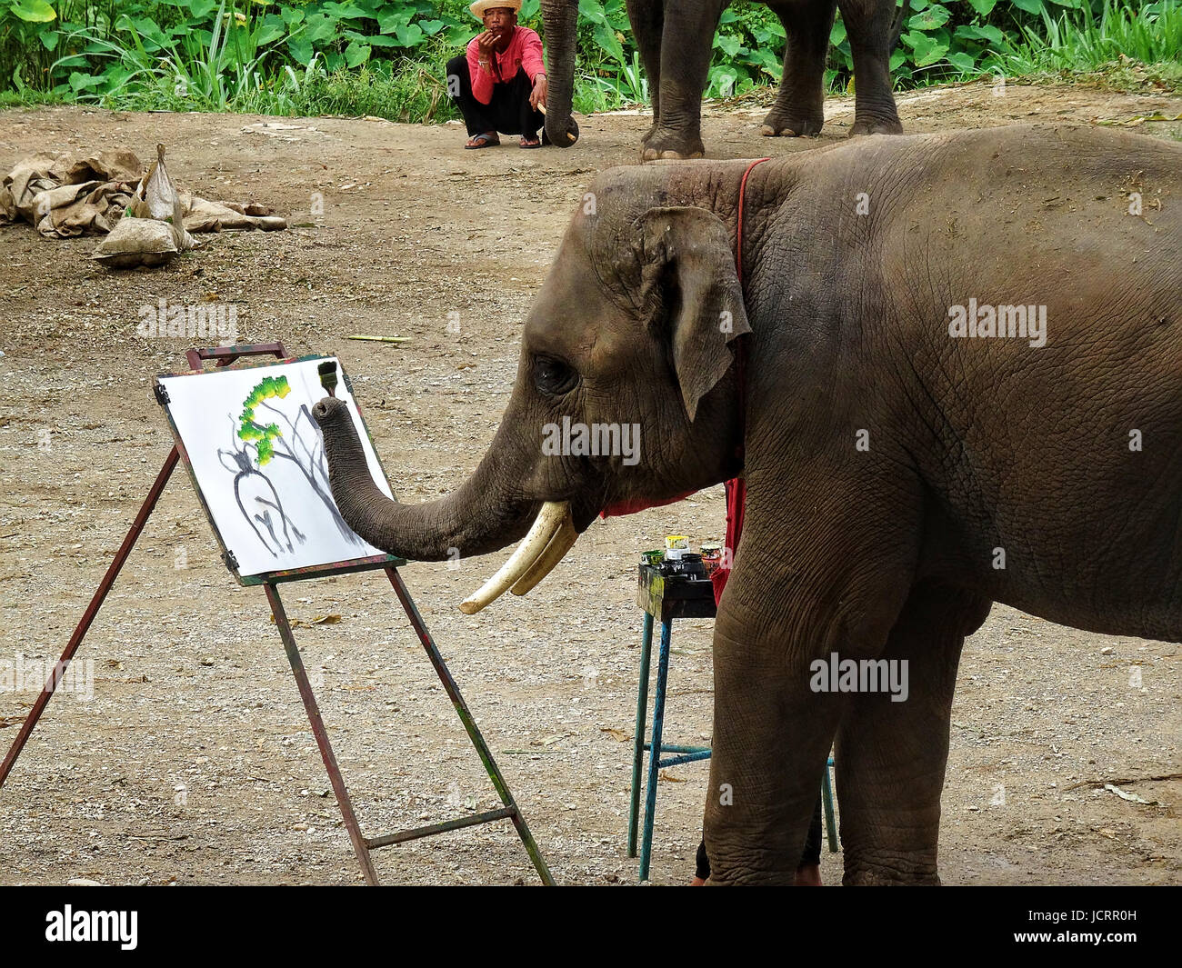 Elefanten Malen während Elefanten Show in Chiang Mai. Bild in Thailand, August 2016. Stockfoto