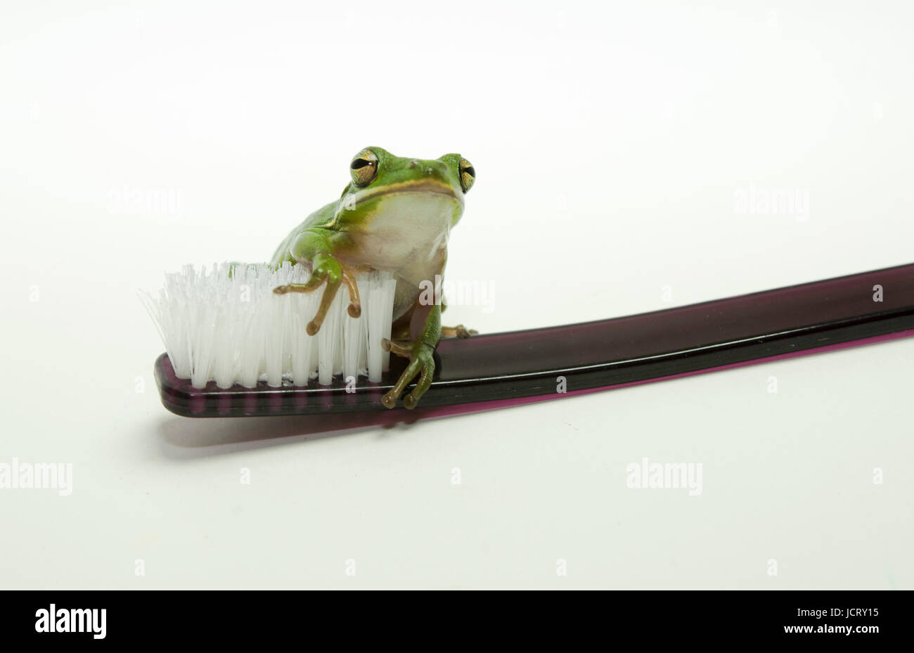 Laubfrosch auf Zahnbürste Stockfoto