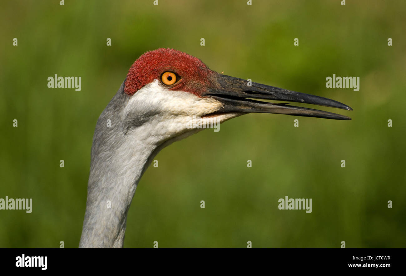 Nahaufnahme von Sandhill Kran am Saddle Creek, Lakeland, Florida Stockfoto