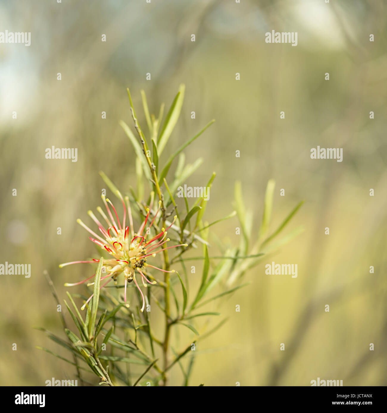 Quadratisches Bild der Australian native Grevillea Flora Maurer Spinne Blume Blüte im winter Stockfoto