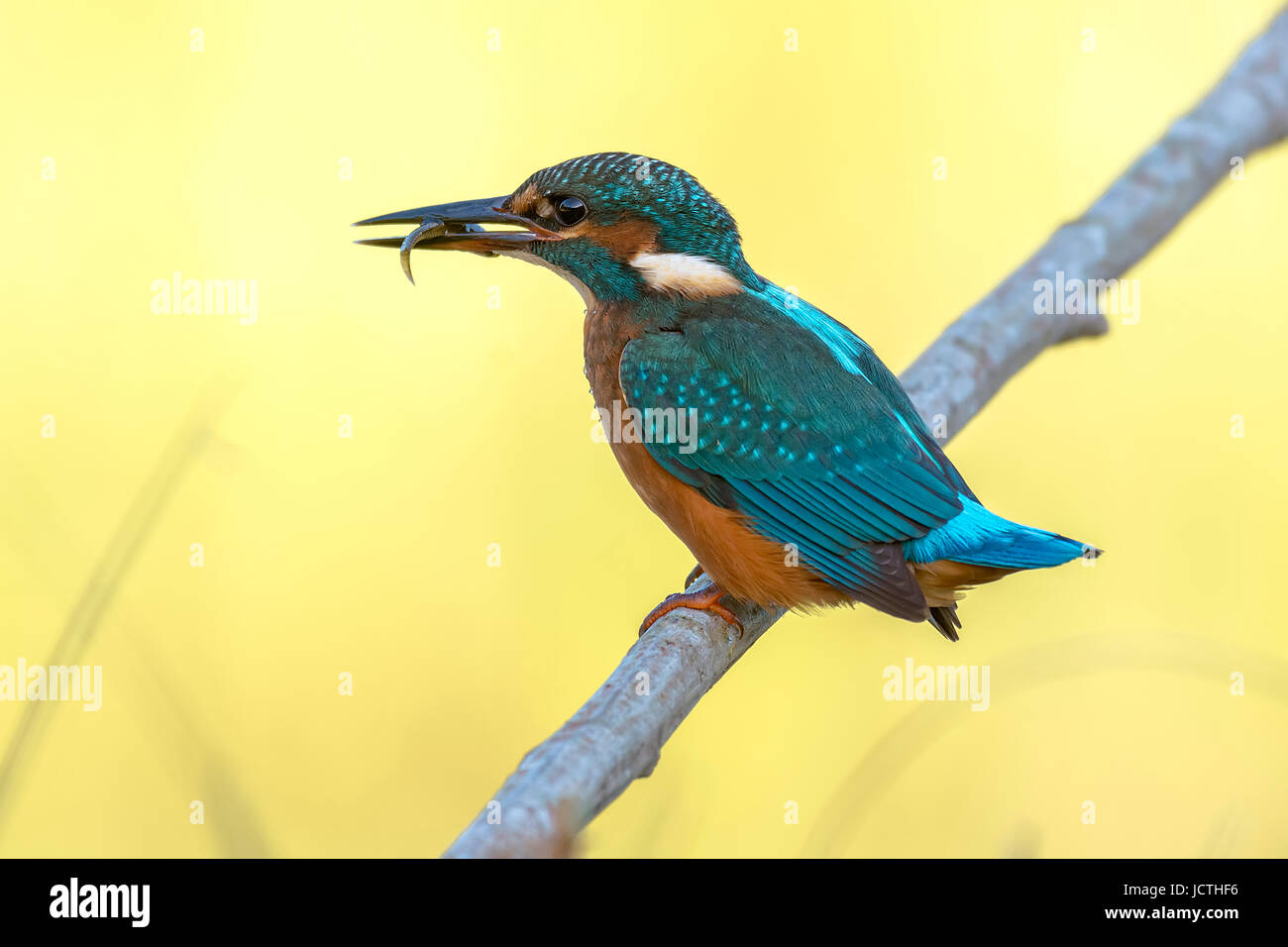 King Fisher Stockfoto