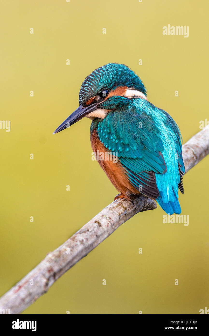 King Fisher Stockfoto