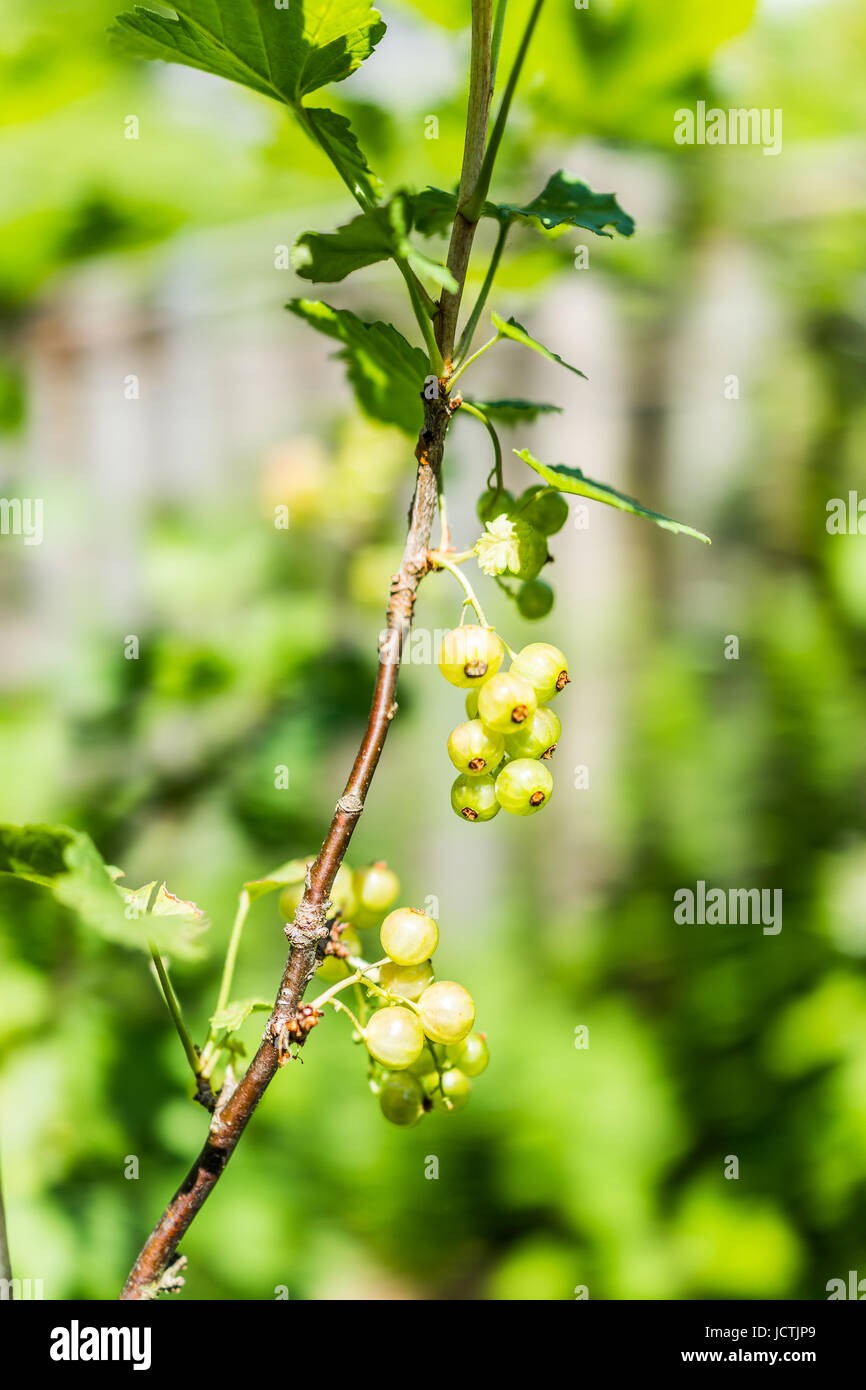 Makro Nahaufnahme von hängenden Johannisbeer Beeren Reifen am Stamm der  Pflanze Strauch mit bokeh Stockfotografie - Alamy