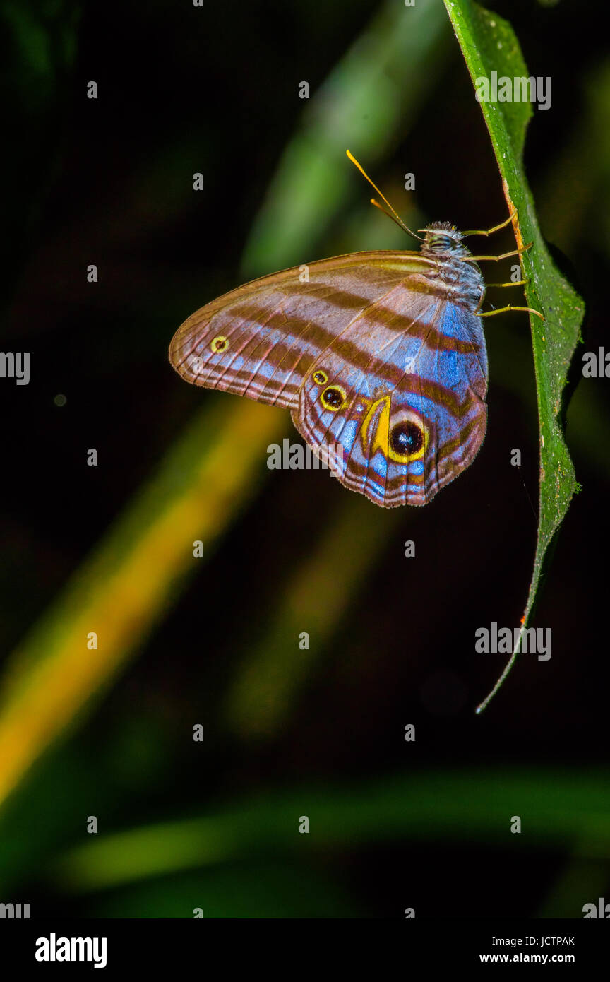 Riesige Caligo Oileus Schmetterling, Eule Schmetterling, Amazonas-Regenwald, im Cuyabeno Nationalpark in Südamerika Ecuador. Stockfoto