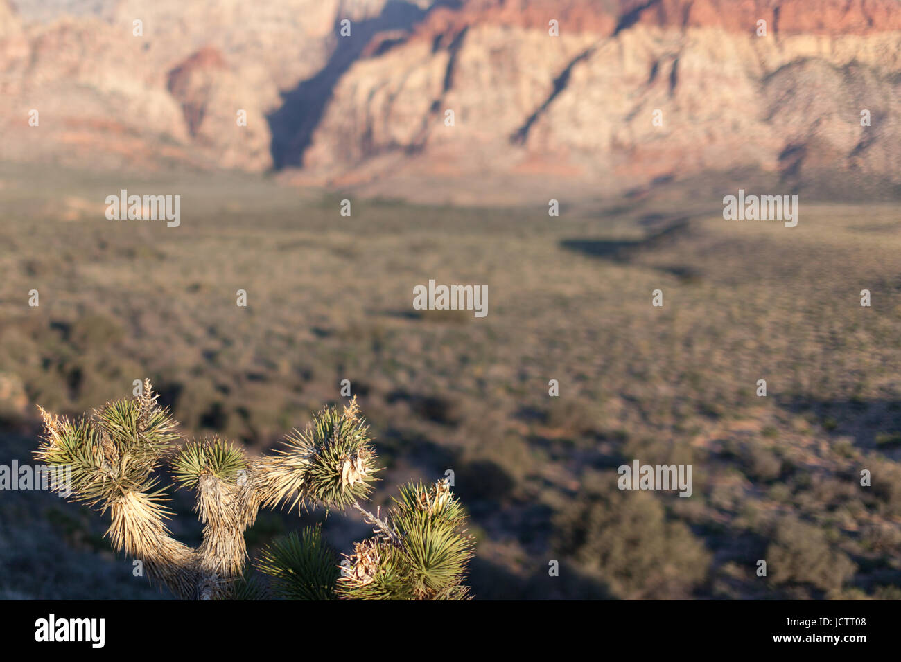 Kaktus in der Wüste in der Nähe von Schluchten Stockfoto