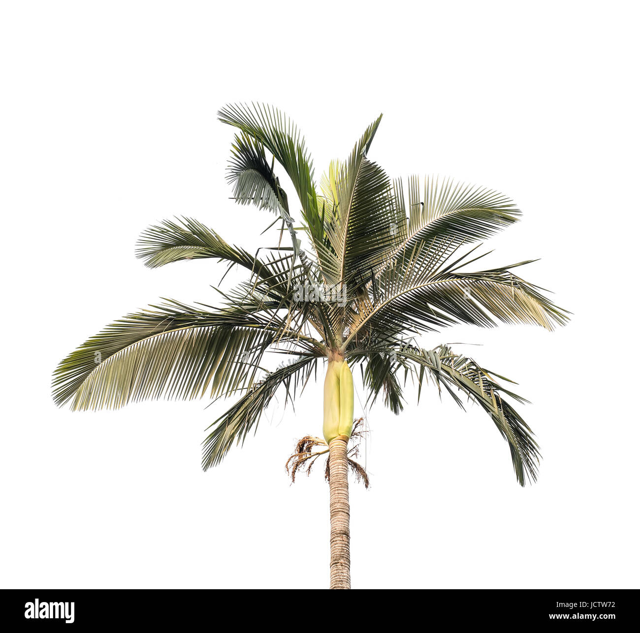 Palm Tree auf weißem Hintergrund Stockfoto