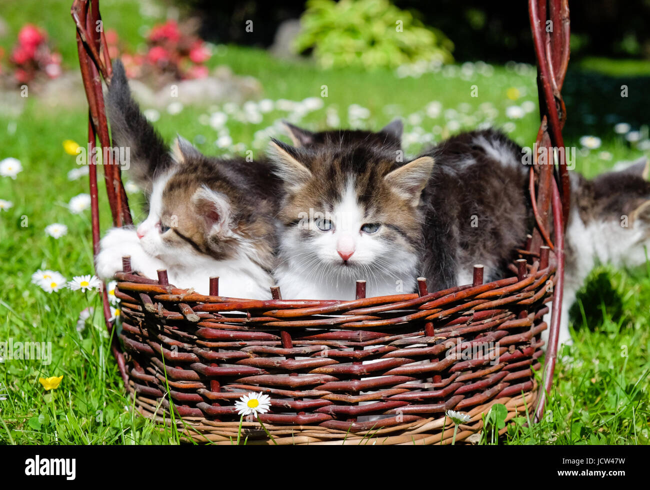Junge Katzen spielen in Weidenkorb im Garten auf sonnigen