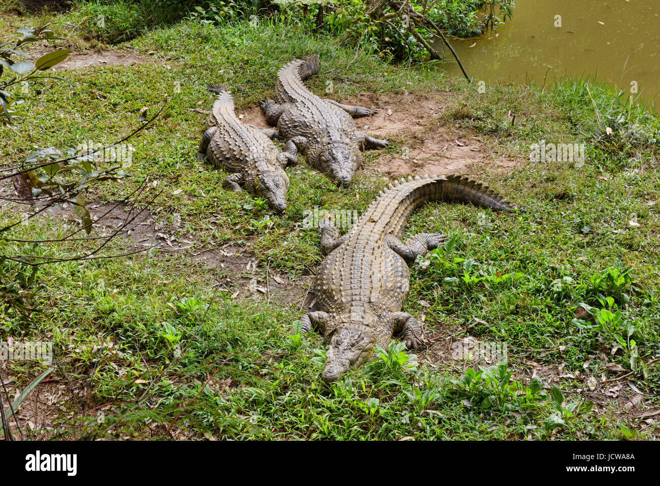 Nil-Krokodile, Vakona Reserve, Madagaskar Stockfoto