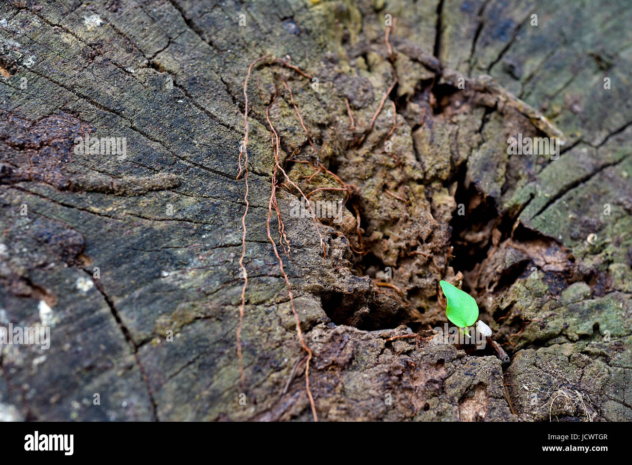 Neues Leben Stockfoto