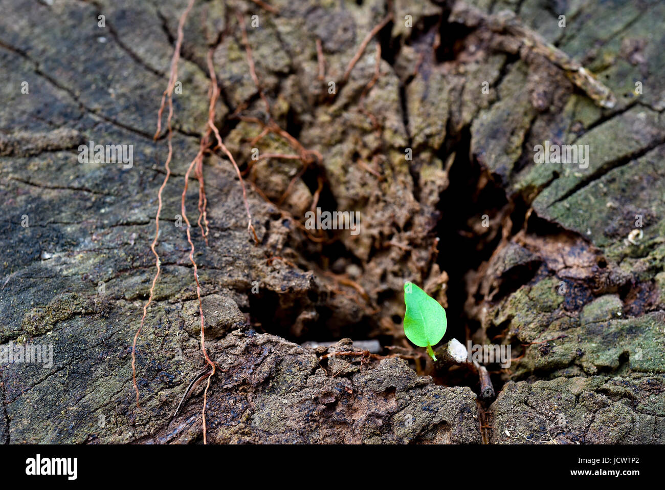 Neues Leben Stockfoto